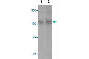 Western blot analysis of NLRC3 in NIH/3T3 cell lysate with NLRC3 polyclonal antibody  at (1) 1 and (2) 2 ug/mL.