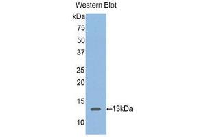 Western Blotting (WB) image for anti-Aggrecan (ACAN) (AA 588-684) antibody (ABIN1857938)