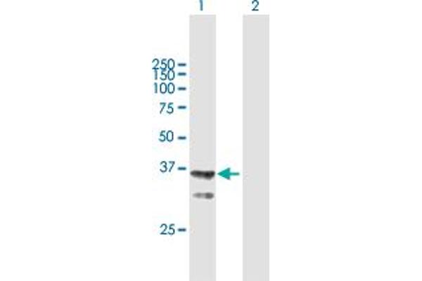 AGMAT antibody  (AA 1-352)