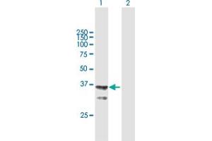 Western Blot analysis of AGMAT expression in transfected 293T cell line by AGMAT MaxPab polyclonal antibody. (AGMAT antibody  (AA 1-352))