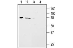 Western blot analysis of mouse ND7/23  neuroblastoma x rat DRG neuron hybrid cell line (lanes 1 and 3) and rat brain (lanes 2 and 4) lysates: - 1,2.
