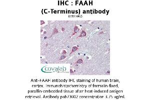 Image no. 1 for anti-Fatty Acid Amide Hydrolase (FAAH) (C-Term) antibody (ABIN1734226) (FAAH antibody  (C-Term))