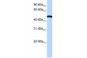 EIF2S2 antibody used at 1 ug/ml to detect target protein. (EIF2S2 antibody  (N-Term))