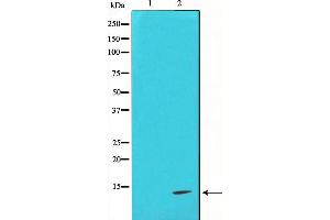 Western Blotting (WB) image for anti-Cytochrome C, Somatic (CYCS) antibody (ABIN6261178)