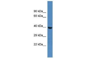 Western Blot showing Phkg1 antibody used at a concentration of 1. (PHKG1 antibody  (N-Term))
