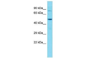 Host:  Rabbit  Target Name:  Zbtb7c  Sample Type:  Mouse Brain lysates  Antibody Dilution:  1. (ZBTB7C antibody  (Middle Region))