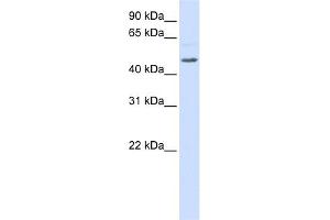 WB Suggested Anti-RGS11 Antibody Titration:  0.