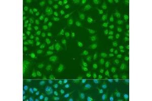 Immunofluorescence analysis of U2OS cells using HNRNPCL1 Polyclonal Antibody at dilution of 1:100. (HNRNPCL1 antibody)