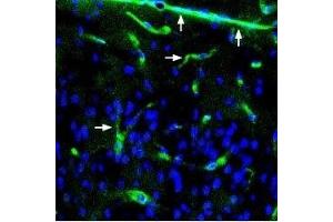 Expression of Syntrophin alpha 1 in mouse neocortex - Immunohistochemical staining of perfusion-fixed frozen mouse brain sections using Anti-α1-Syntrophin (SNTA1) Antibody (ABIN7043797, ABIN7045164 and ABIN7045165), (1:400), followed by anti-rabbit-AlexaFluor-488 antibody (green). (SNTA1 antibody  (Intracellular))