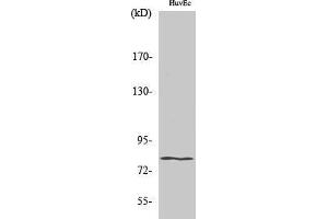 Western Blotting (WB) image for anti-Homeodomain Interacting Protein Kinase 4 (HIPK4) (C-Term) antibody (ABIN3180081) (HIPK4 antibody  (C-Term))