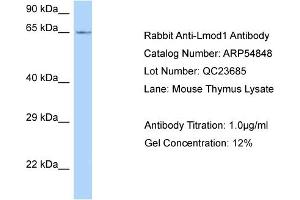 Western Blotting (WB) image for anti-Leiomodin 1 (LMOD1) (C-Term) antibody (ABIN2785919) (Leiomodin 1 antibody  (C-Term))