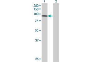 DDX50 antibody  (AA 1-737)