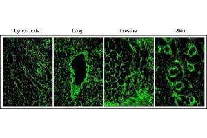 Immunofluorescence (IF) image for anti-Elastin Microfibril Interfacer 1 (EMILIN1) antibody (ABIN952077) (Emilin1 antibody)