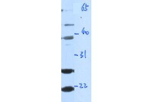 WB Suggested Anti-GZMA Antibody Titration: 0. (GZMA antibody  (Middle Region))