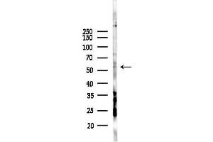 anti-Synaptosomal-Associated Protein, 47kDa (SNAP47) antibody