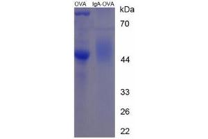 Image no. 3 for IgA peptide (Ovalbumin) (ABIN5666220) (IgA peptide (Ovalbumin))