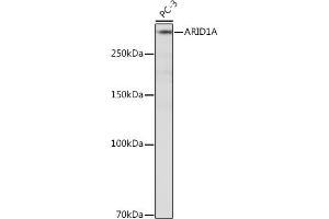 Western blot analysis of extracts of PC-3 cells, using A Rabbit mAb (ABIN7265699) at 1:500 dilution. (ARID1A antibody)