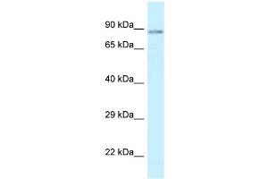 Western Blot showing SCYL1 antibody used at a concentration of 1 ug/ml against Fetal Brain Lysate (SCYL1 antibody  (C-Term))