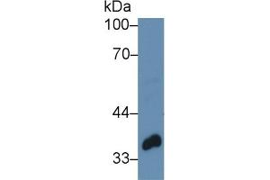 Western Blot; Sample: Porcine Mammary gland lysate; Primary Ab: 3µg/ml Rabbit Anti-Human TWF1 Antibody Second Ab: 0.