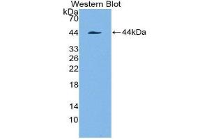 Western Blotting (WB) image for anti-Keratin 7 (KRT7) (AA 91-394) antibody (ABIN1173117)