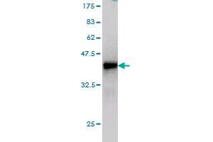 Western Blot detection against Immunogen (37. (Sorting Nexin 4 antibody  (AA 341-450))