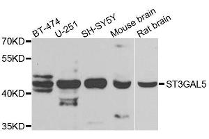 Western blot analysis of extracts of various cell lines, using ST3GAL5 antibody. (ST3GAL5 antibody  (AA 80-200))