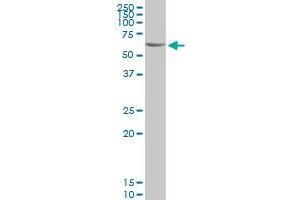 C3AR1 MaxPab polyclonal antibody. (C3AR1 antibody  (AA 1-482))