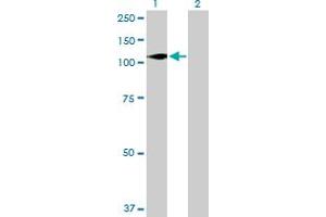 Western Blot analysis of DGKZ expression in transfected 293T cell line by DGKZ MaxPab polyclonal antibody. (DGKZ antibody  (AA 1-929))