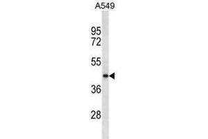 SRD5A2L2 Antibody (C-term)(Ascites) ABIN1539981 western blot analysis in A549 cell line lysates (35 μg/lane). (SRD5A2L2 antibody  (C-Term))