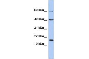 WB Suggested Anti-ATOH7 Antibody Titration:  0. (ATOH7 antibody  (C-Term))