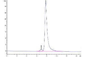 The purity of Mouse FAP is greater than 95 % as determined by SEC-HPLC. (FAP Protein (AA 26-761) (His tag))