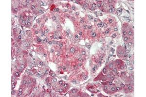Human Pancreas: Formalin-Fixed, Paraffin-Embedded (FFPE). (FUNDC2 antibody  (AA 24-73))