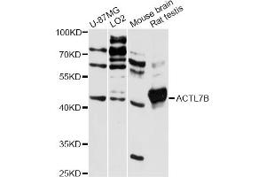 Western blot analysis of extracts of various cell lines, using ACTL7B antibody (ABIN6291742) at 1:3000 dilution. (Actl7b antibody)