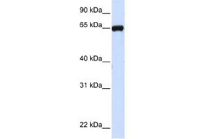 LRRC4C antibody used at 1 ug/ml to detect target protein. (LRRC4C antibody  (N-Term))