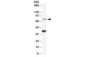Western blot testing of HeLa lysate with ORC3L antibody at 2ug/ml.