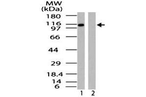 Western blot analysis of IPO9 in HeLa cell lysate in the 1) absence and 2) presence of immunizing peptide. (Importin 9 antibody  (AA 850-950))