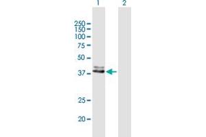 Western Blot analysis of FECH expression in transfected 293T cell line by FECH MaxPab polyclonal antibody. (FECH antibody  (AA 1-423))