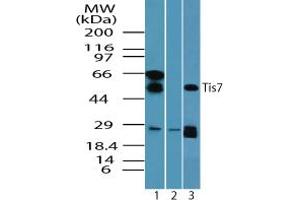 Image no. 2 for anti-Interferon Related Developmental Regulator 1 (IFRD1) (AA 70-120) antibody (ABIN960221) (IFRD1 antibody  (AA 70-120))