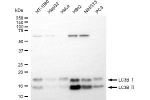 Western blotting analysis using LC3B antibody (ABIN7799410).