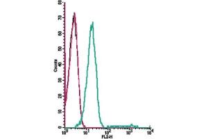 Cell surface detection of GPR91 by direct flow cytometry in live intact human Jurkat T-cell leukemia cells: + Rabbit IgG isotype control-PE.