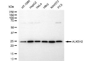 anti-AlkB, Alkylation Repair Homolog 2 (ALKBH2) antibody
