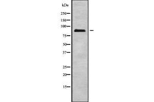 Western blot analysis of ERCC2 using A549 whole cell lysates