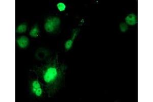 Anti-SAT2 mouse monoclonal antibody (ABIN2455748) immunofluorescent staining of COS7 cells transiently transfected by pCMV6-ENTRY SAT2 (RC204044). (SAT2 antibody)