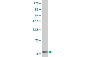 Western Blot detection against Immunogen (19. (IFNA2 antibody  (AA 24-188))