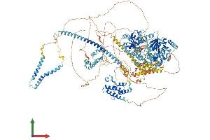 AlphaFold protein structure predicition of Human Recombinant SMARCA4 Protein, UniprotID P51532 (SMARCA4 Protein (AA 1-1647) (His tag))