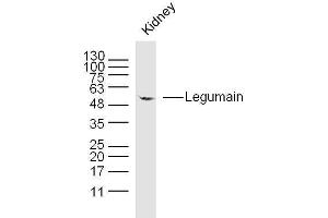 LGMN antibody  (AA 201-300)