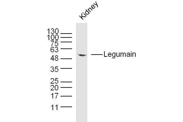 LGMN antibody  (AA 201-300)