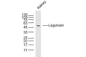 Moues kidney lysates probed with Legumain Polyclonal Antibody, unconjugated  at 1:300 overnight at 4°C followed by a conjugated secondary antibody at 1:10000 for 90 minutes at 37°C. (LGMN antibody  (AA 201-300))