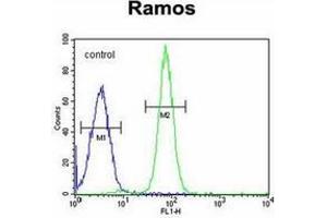 Flow cytometric analysis of Ramos cells using GUCY2D / GUCY2D / RETGC1 Antibody (Center) Cat. (GUCY2D antibody  (Middle Region))