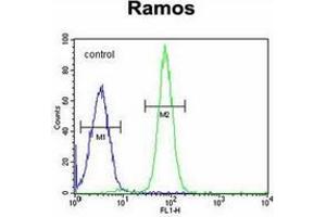 Flow cytometric analysis of Ramos cells using GUCY2D / GUCY2D / RETGC1 Antibody (Center) Cat.